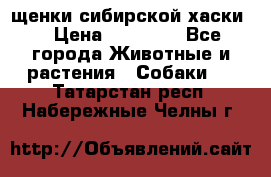 щенки сибирской хаски  › Цена ­ 10 000 - Все города Животные и растения » Собаки   . Татарстан респ.,Набережные Челны г.